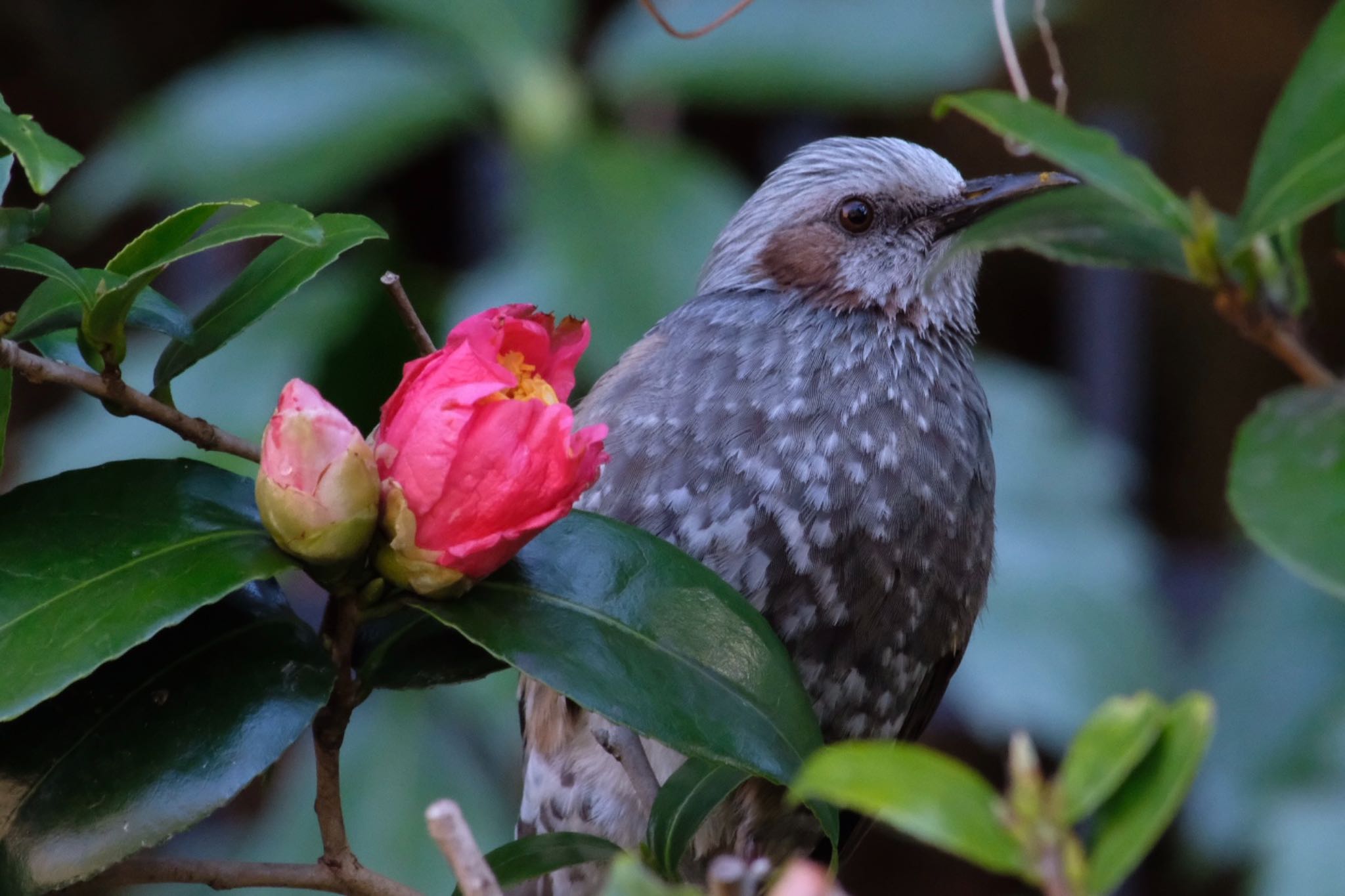 Brown-eared Bulbul