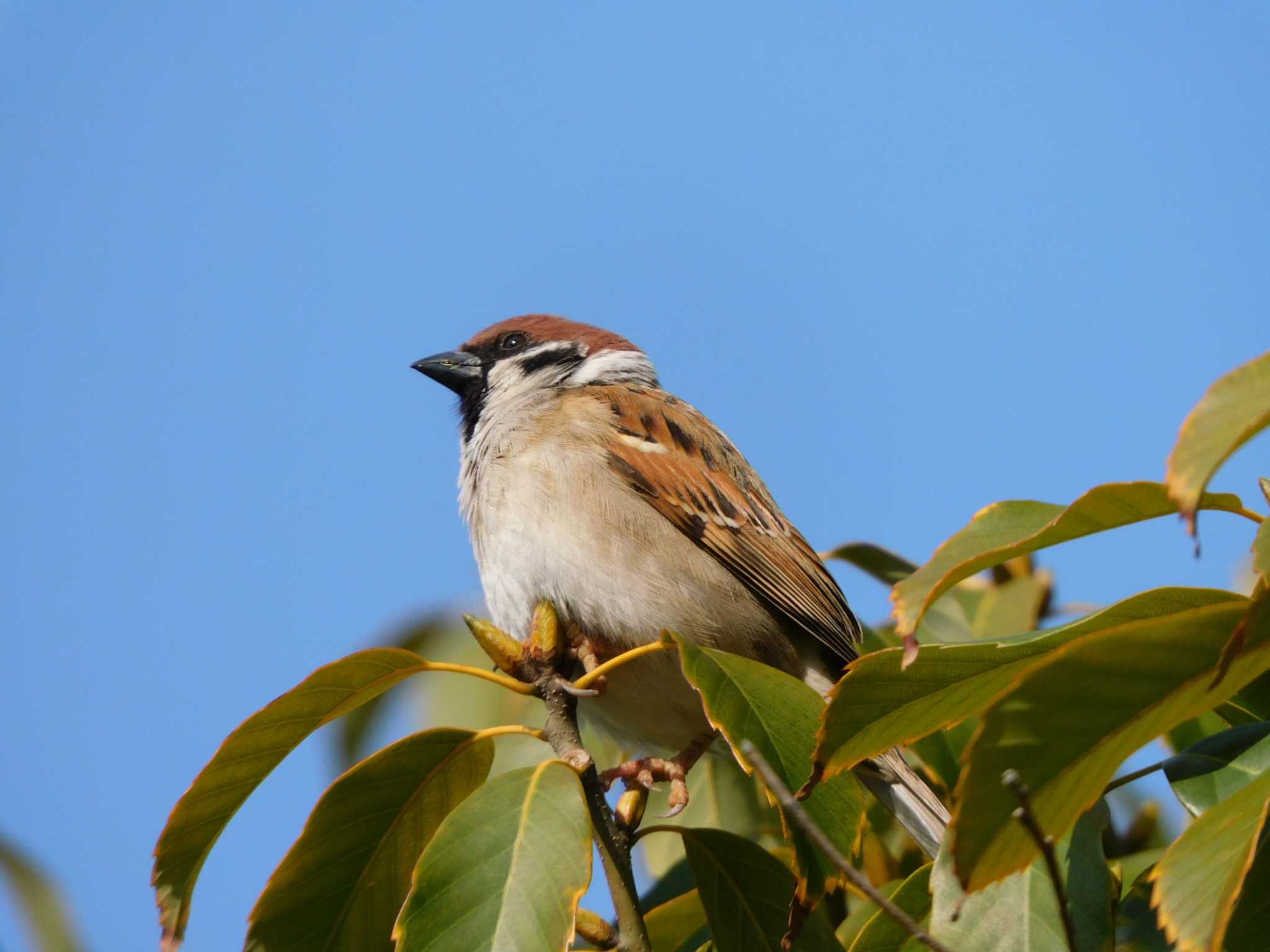 Photo of Eurasian Tree Sparrow at Osaka castle park by mkmole