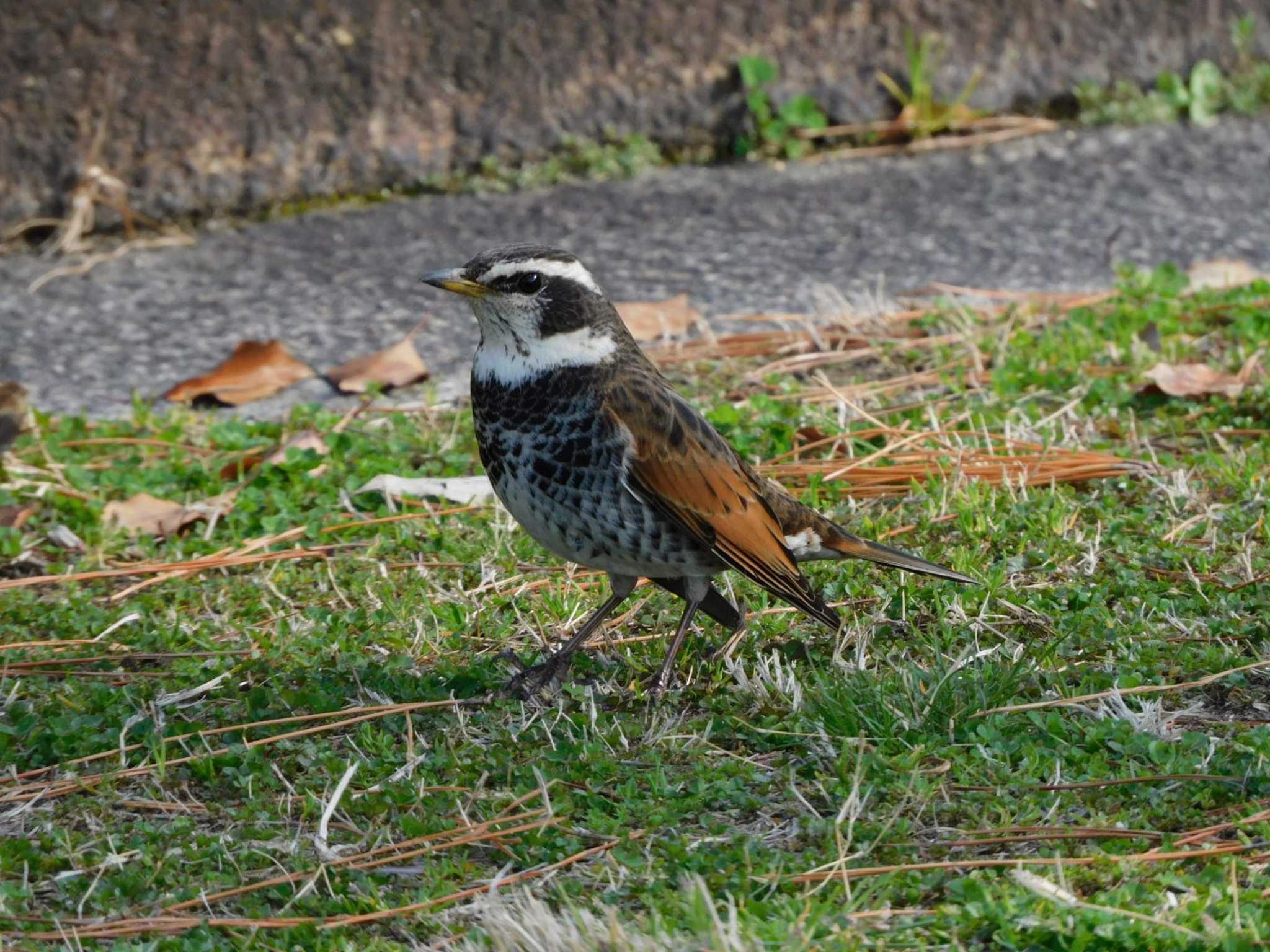 Dusky Thrush