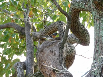 Sun, 3/14/2021 Birding report at Osaka castle park