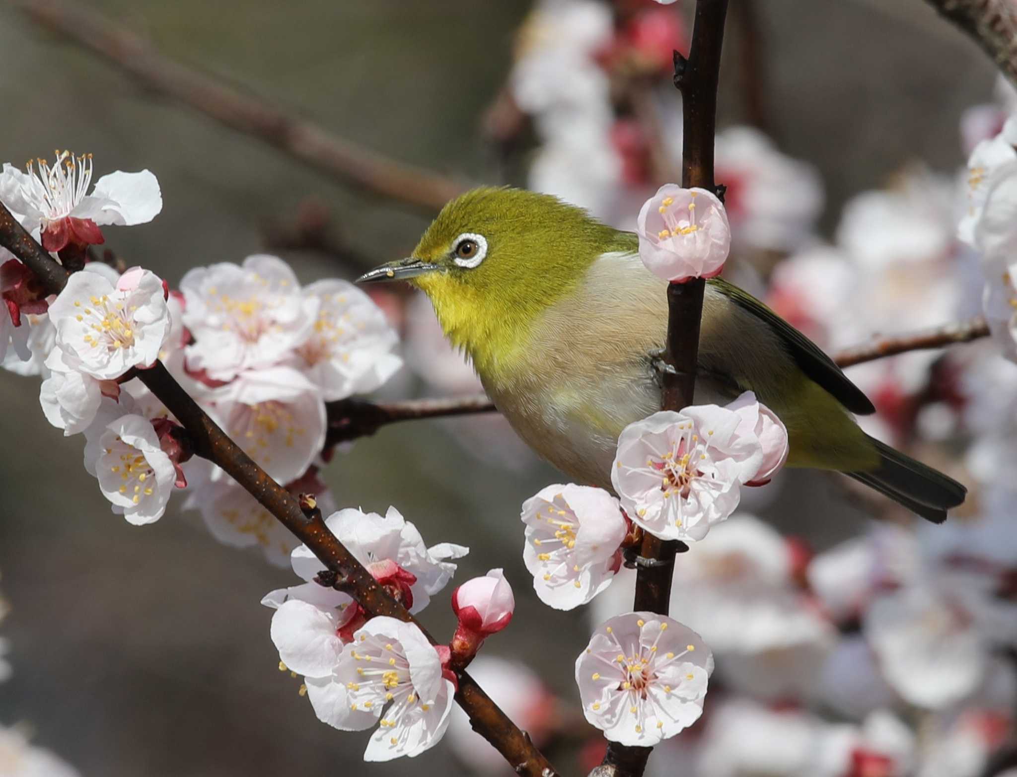 メジロ by Hokkaido.univ