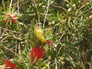 Indian White-eye Doi Ang Khang  Tue, 3/9/2021