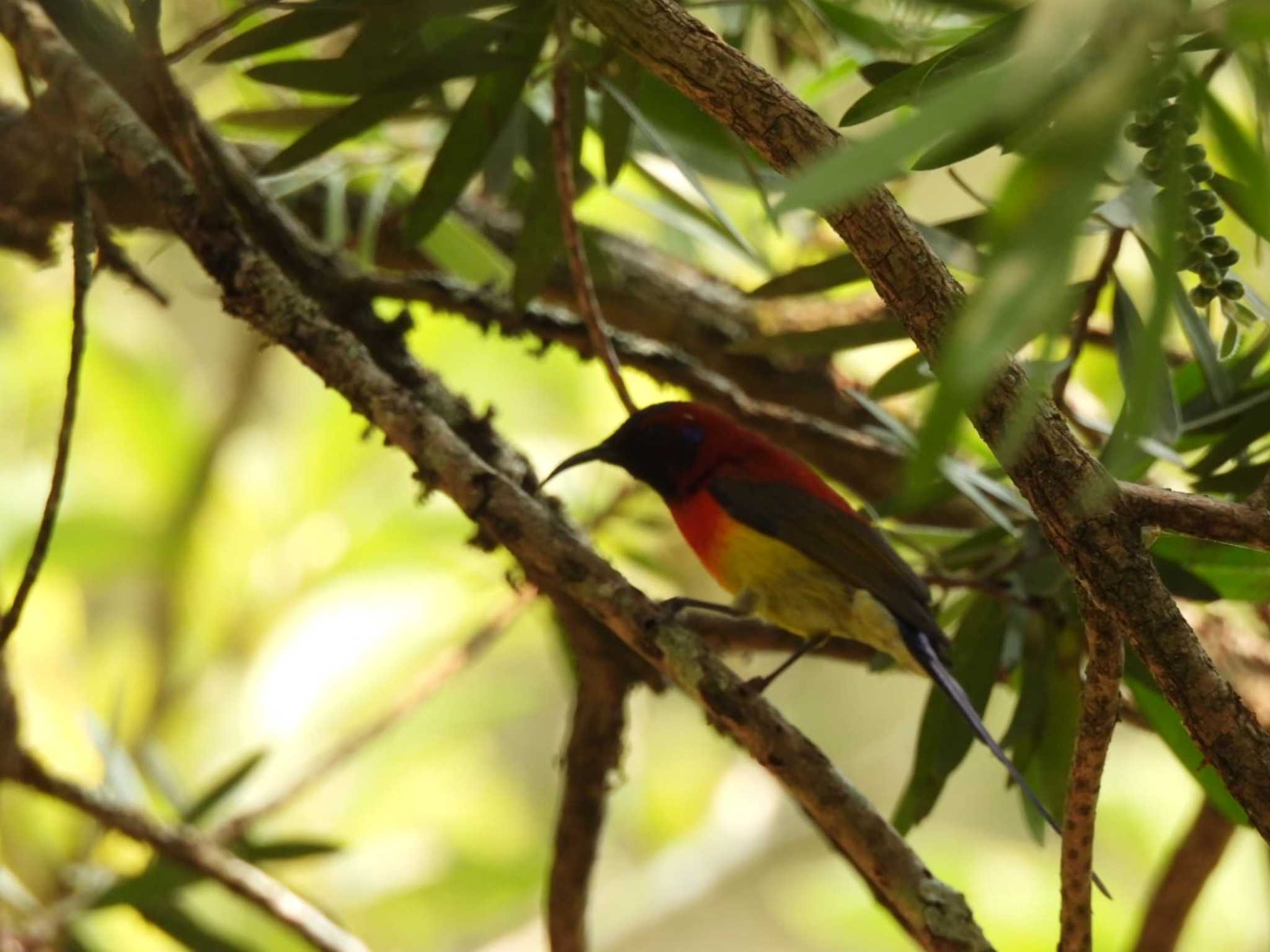 Mrs. Gould's Sunbird