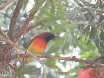 ルリオタイヨウチョウ Doi Ang Khang  2021年3月9日(火)