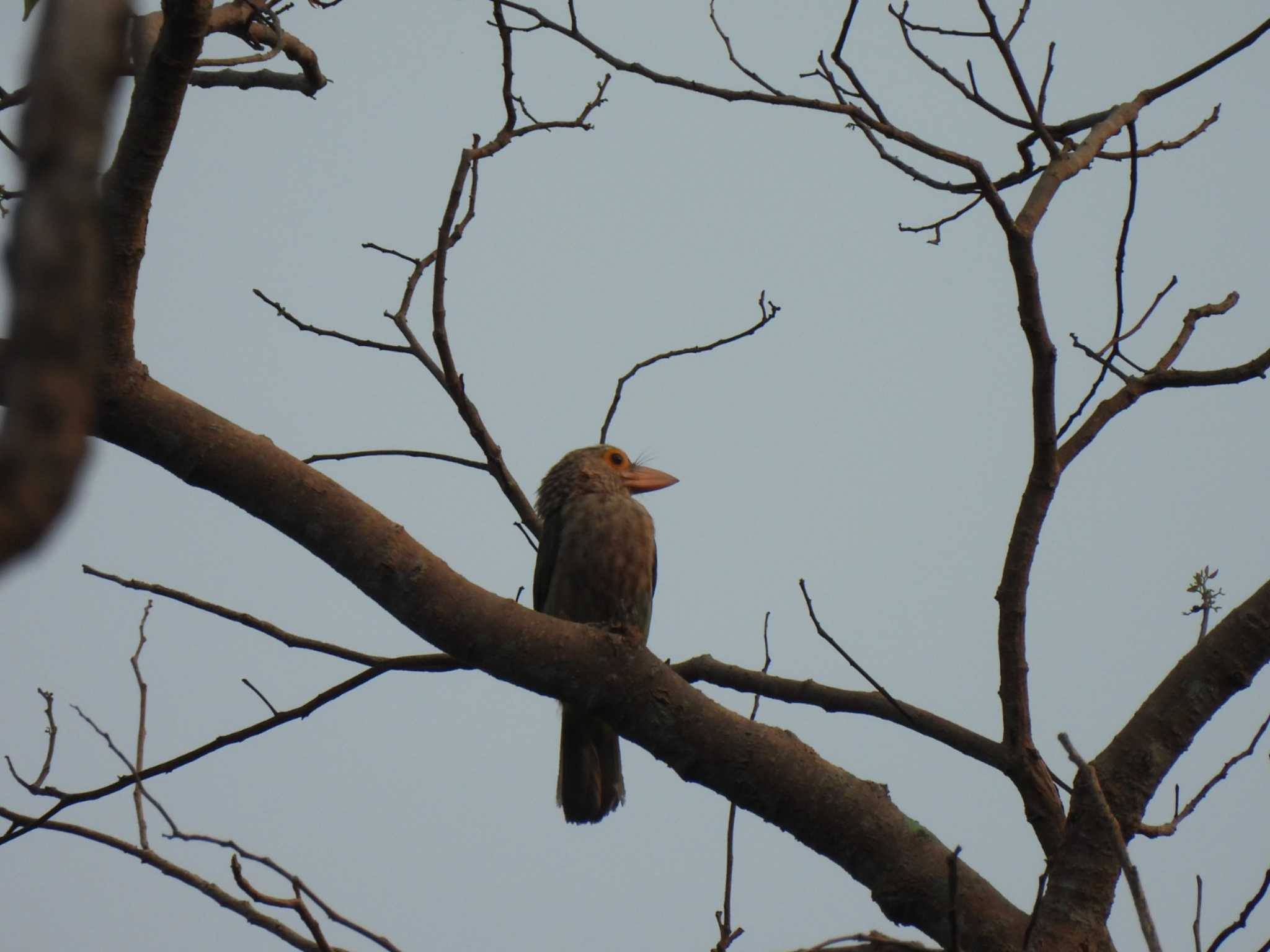 Photo of Lineated Barbet at Khao Mai Keao Reservation Park by span265