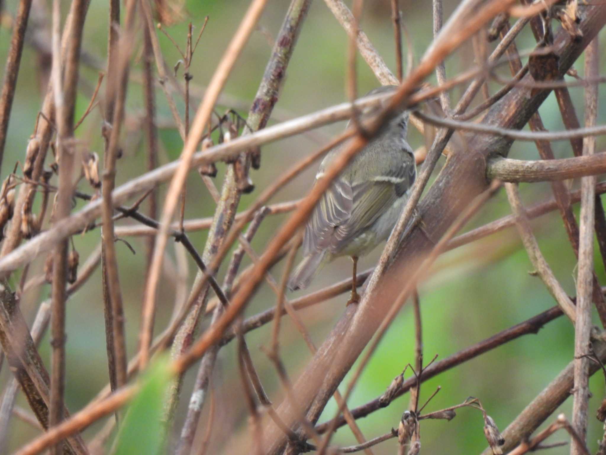 Photo of Yellow-browed Warbler at Khao Mai Keao Reservation Park by span265