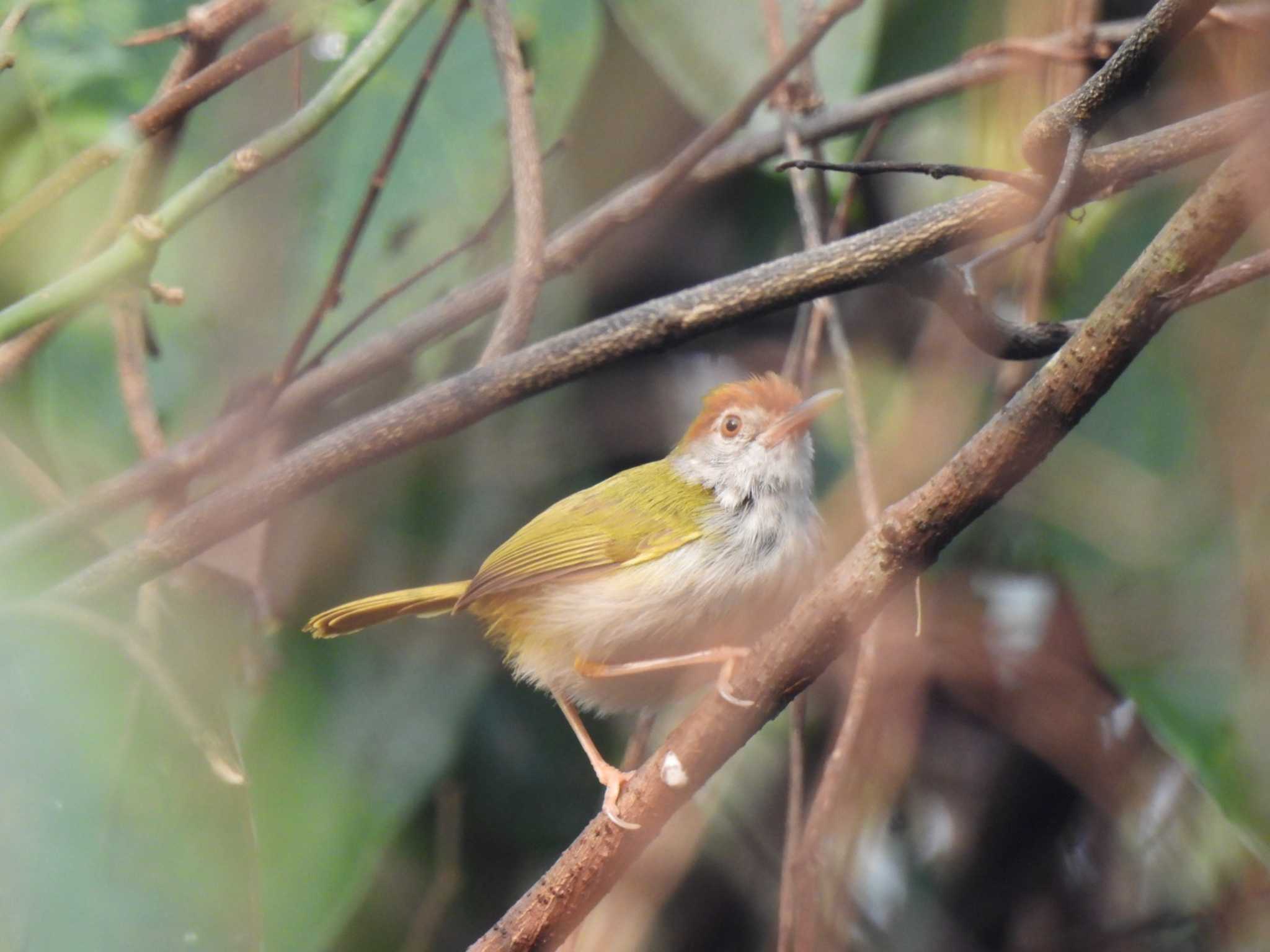 Photo of Dark-necked Tailorbird at Khao Mai Keao Reservation Park by span265