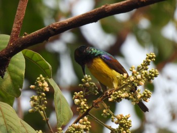 Brown-throated Sunbird Khao Mai Keao Reservation Park Sun, 3/14/2021