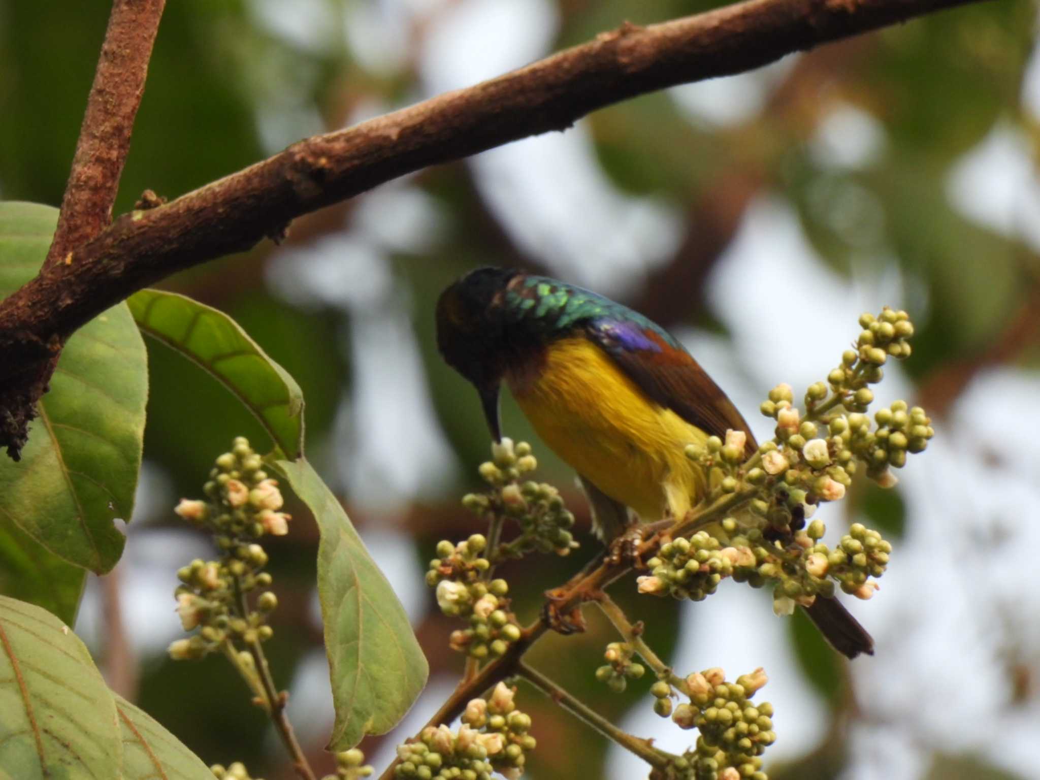Photo of Brown-throated Sunbird at Khao Mai Keao Reservation Park by span265