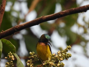 Brown-throated Sunbird Khao Mai Keao Reservation Park Sun, 3/14/2021