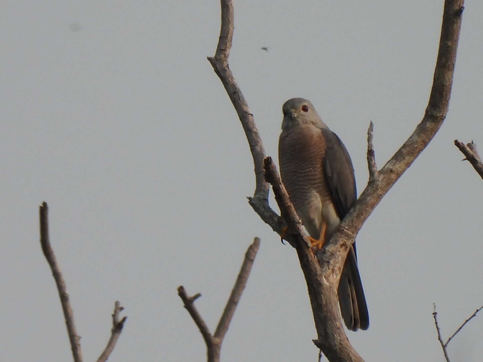 Photo of Shikra at Khao Mai Keao Reservation Park by span265