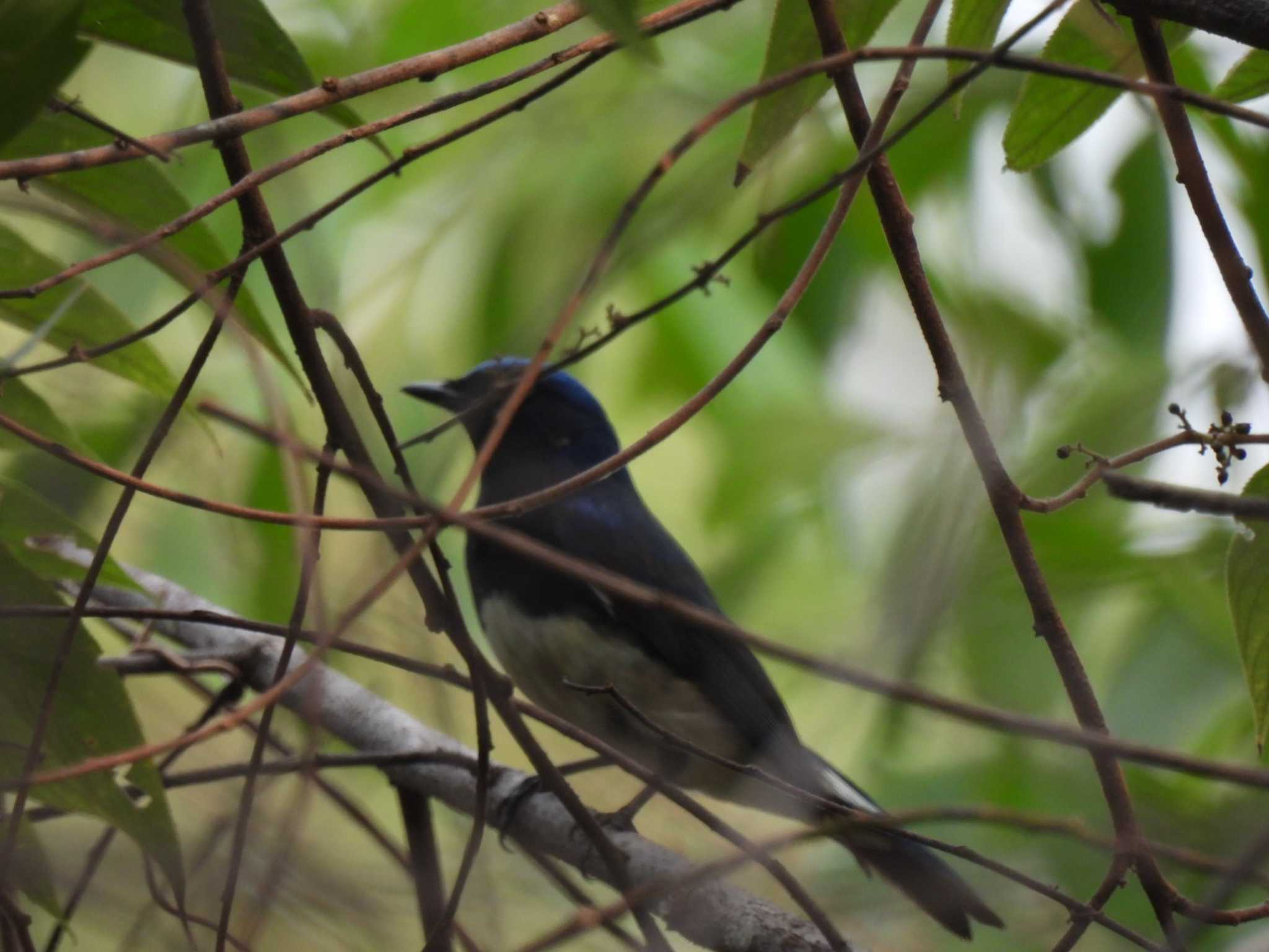 Blue-and-white Flycatcher