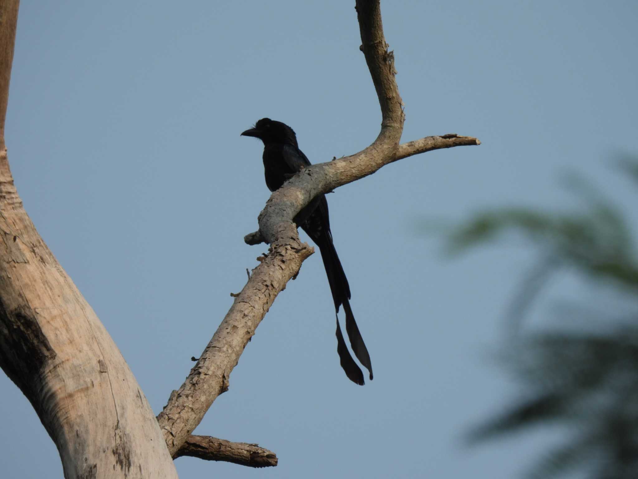 Greater Racket-tailed Drongo