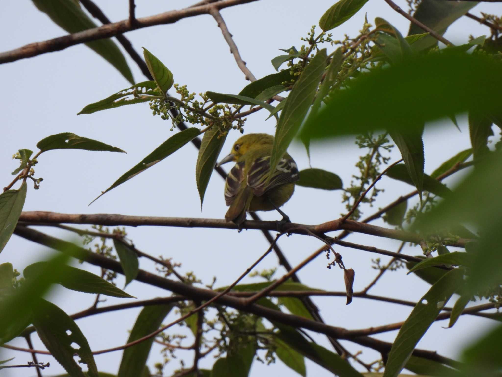 Photo of Common Iora at Khao Mai Keao Reservation Park by span265