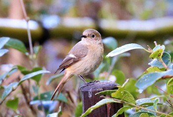 ジョウビタキ 座間谷戸山公園 2021年3月14日(日)