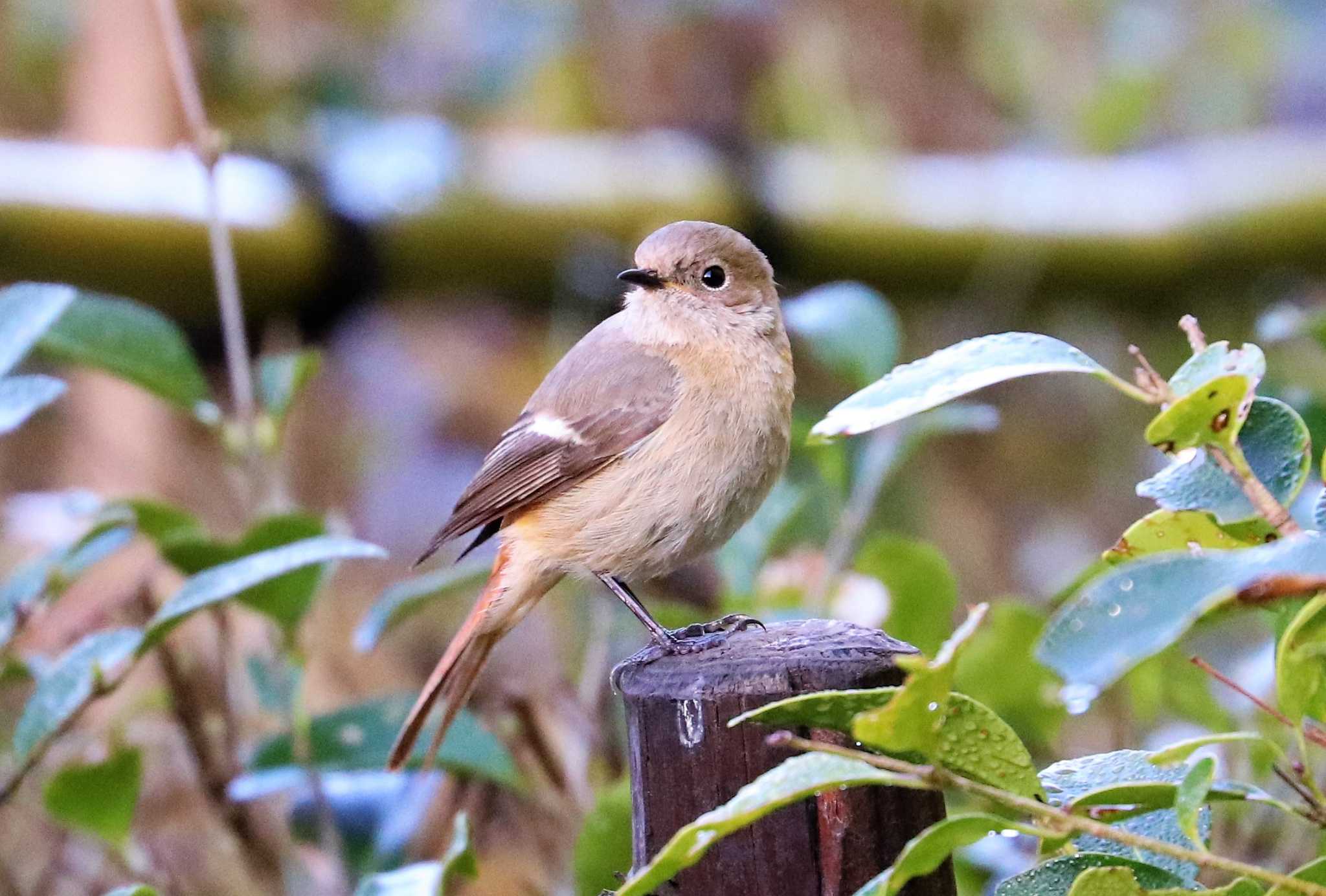 Photo of Daurian Redstart at Yatoyama Park by らうんでる