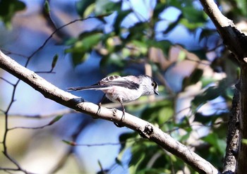 Long-tailed Tit Yatoyama Park Sun, 3/14/2021