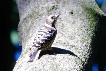 Japanese Pygmy Woodpecker Yatoyama Park Sun, 3/14/2021