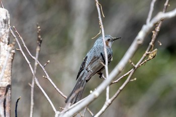 Brown-eared Bulbul 船橋アンデルセン公園 Sun, 2/28/2021