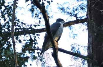 Eurasian Goshawk Yatoyama Park Sun, 3/14/2021