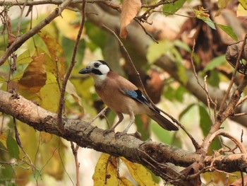 Thu, 3/11/2021 Birding report at Urban Forest Chiang Rai