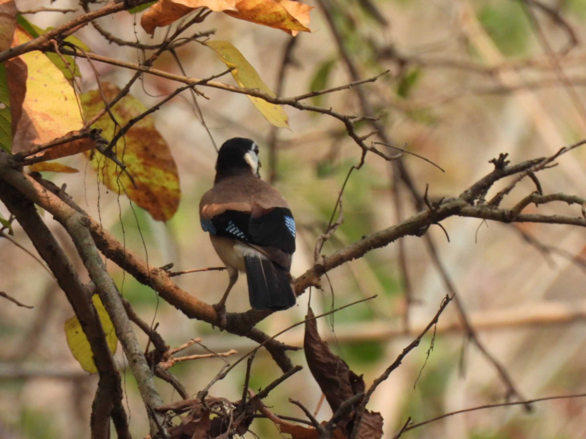 Eurasian Jay