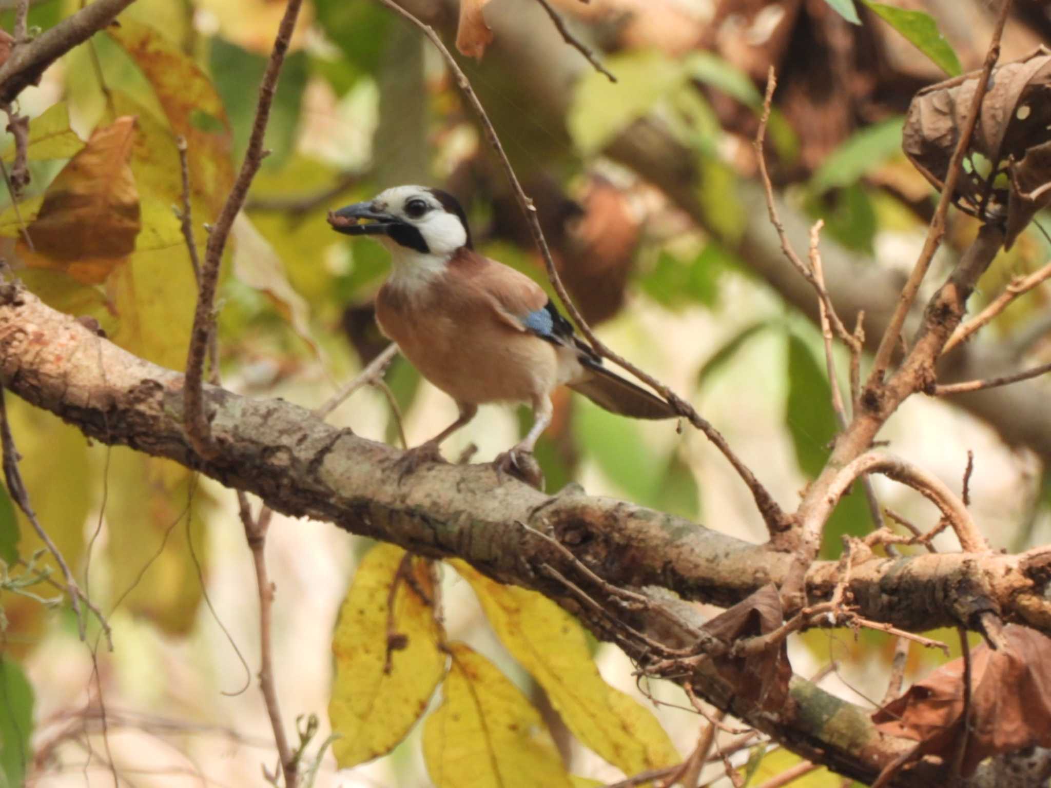 Eurasian Jay