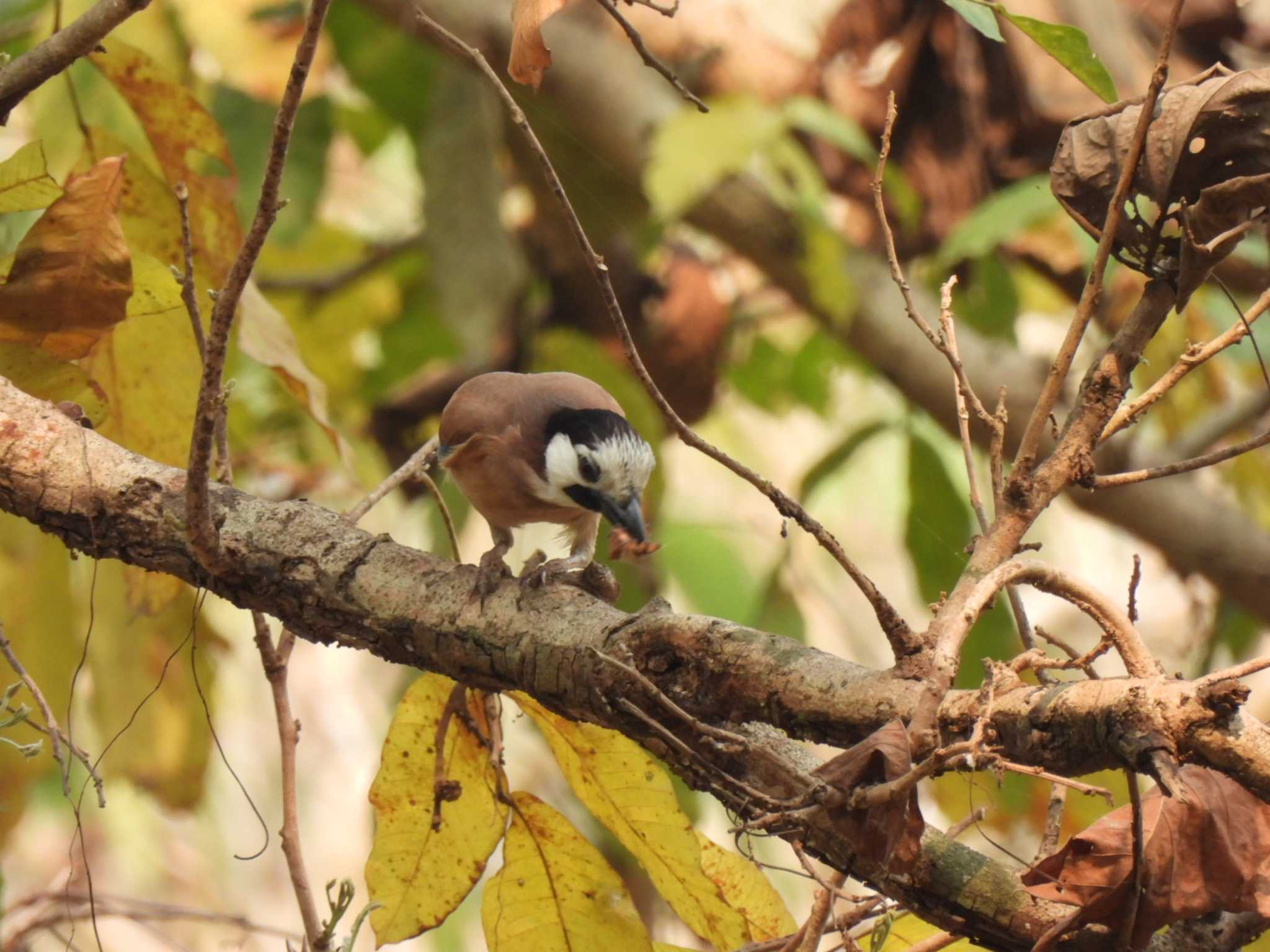 Eurasian Jay