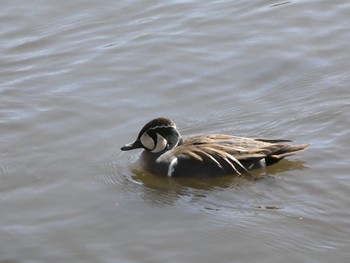 Sun, 3/14/2021 Birding report at 見沼自然公園