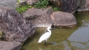 コサギ 大阪市住吉公園 2016年3月27日(日)