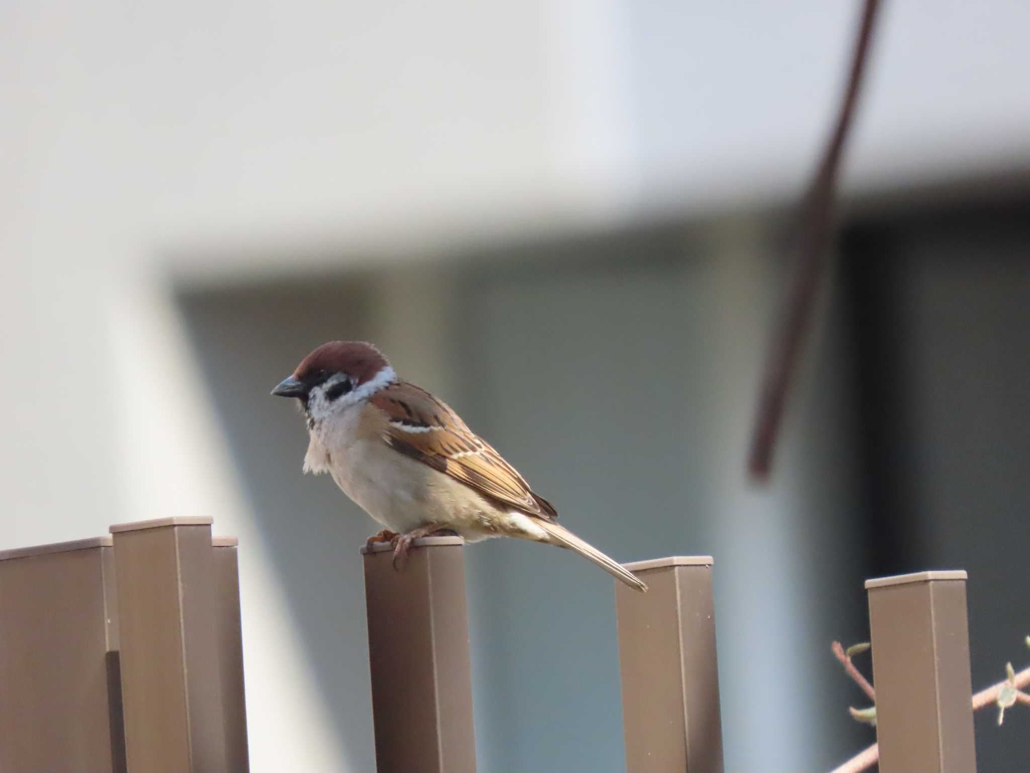Photo of Eurasian Tree Sparrow at 東品川海上公園(東京都品川区) by のぐち