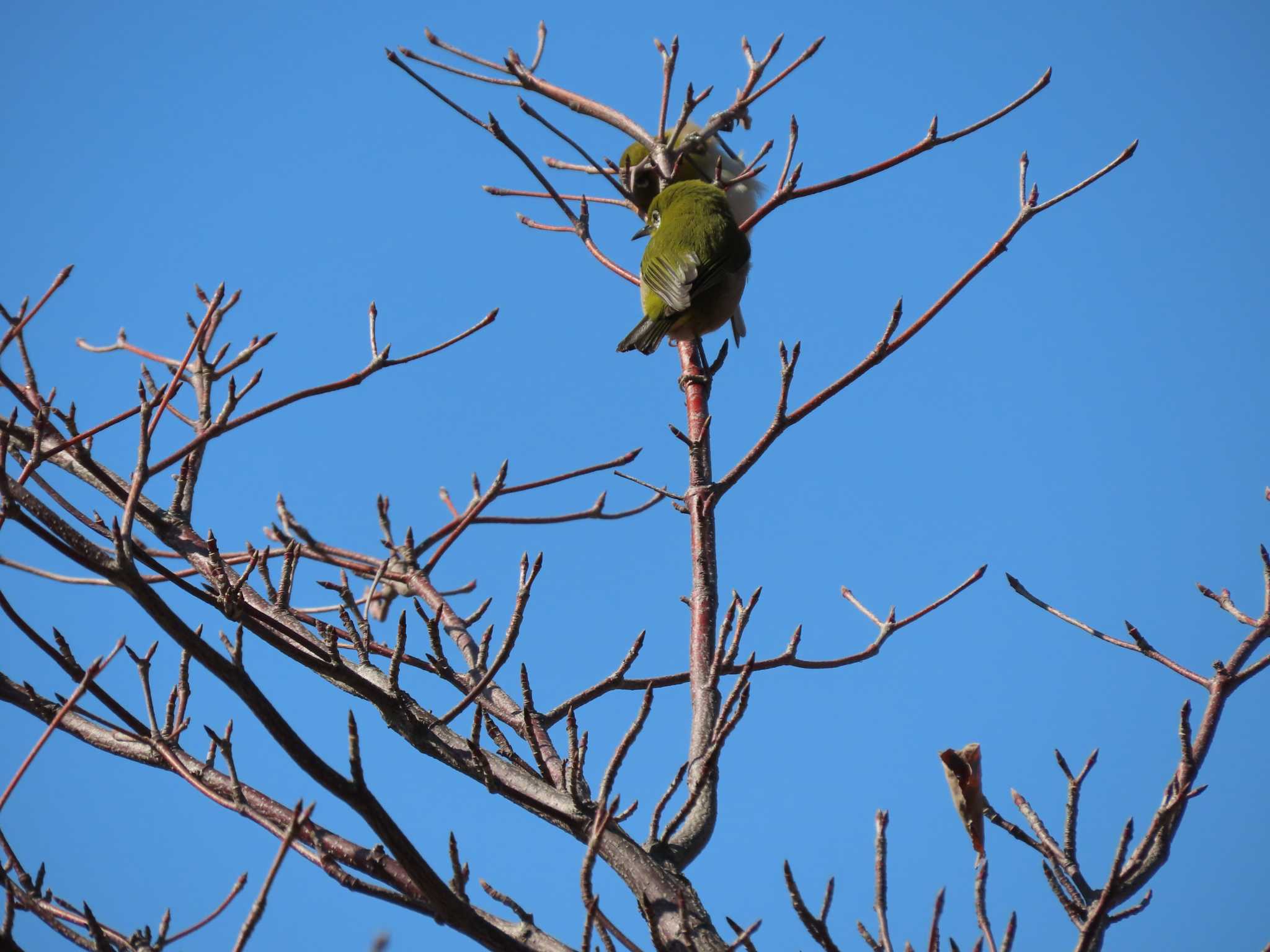 Warbling White-eye