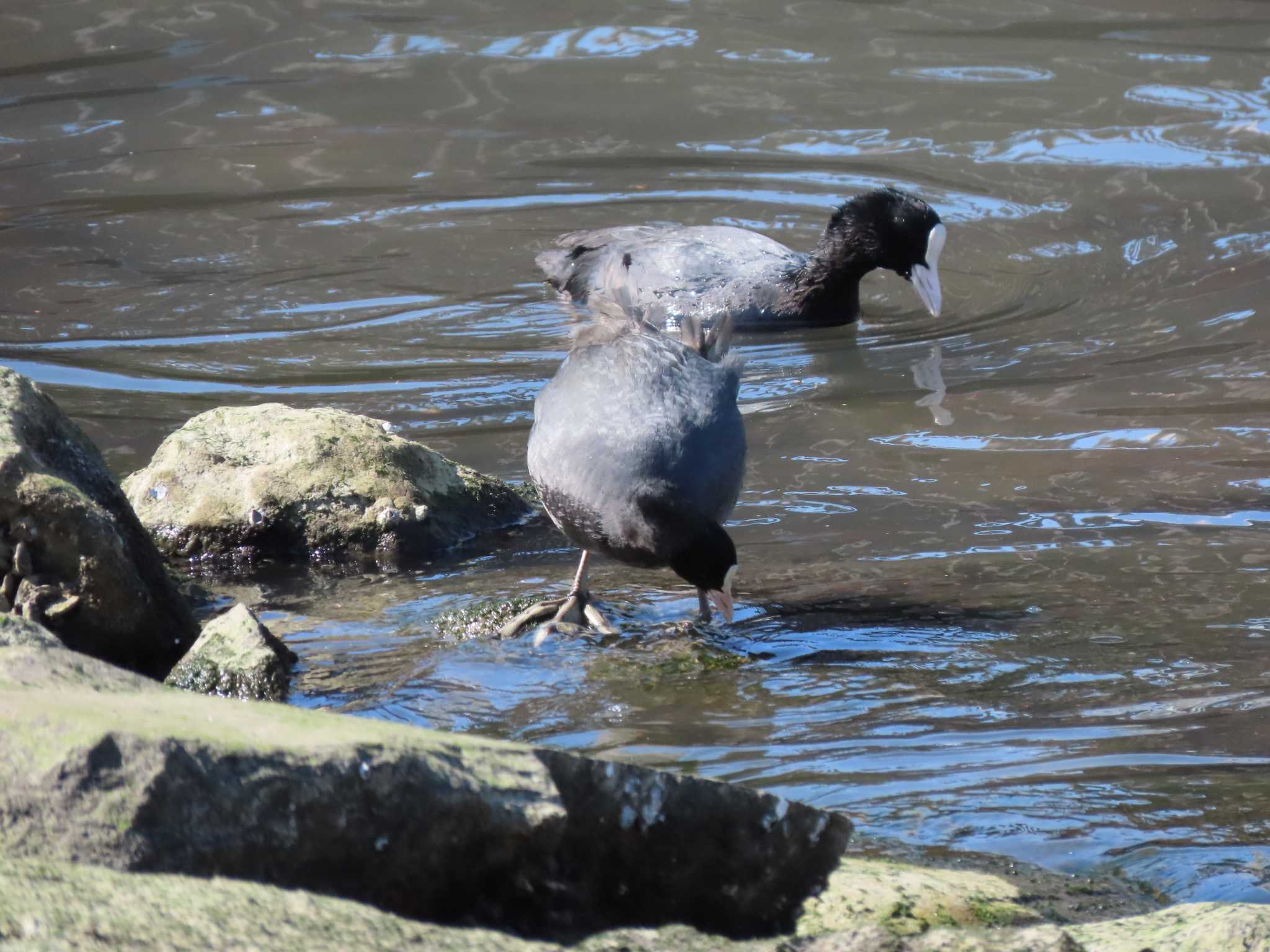 Photo of Eurasian Coot at 東品川海上公園(東京都品川区) by のぐち