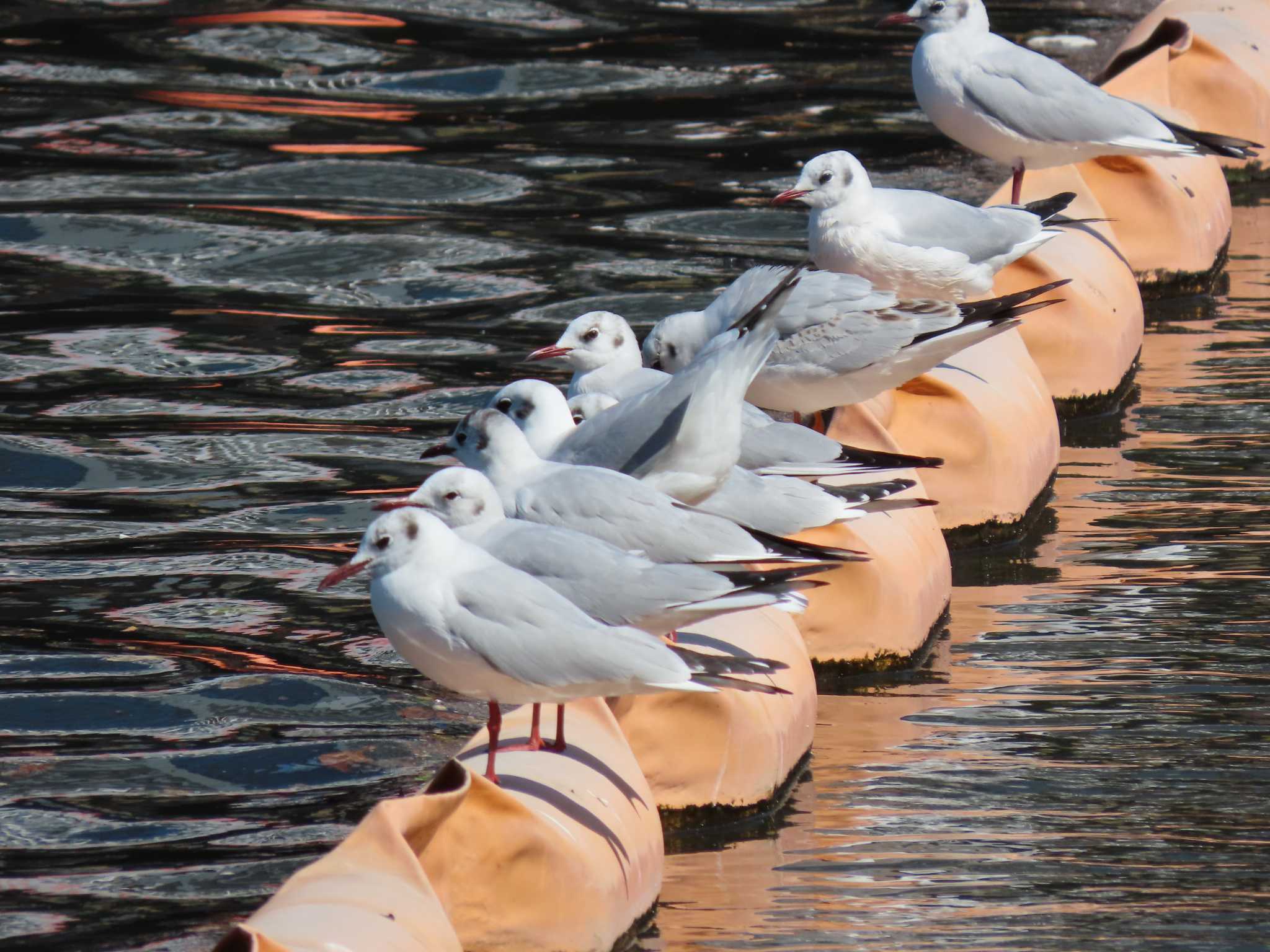 Black-headed Gull