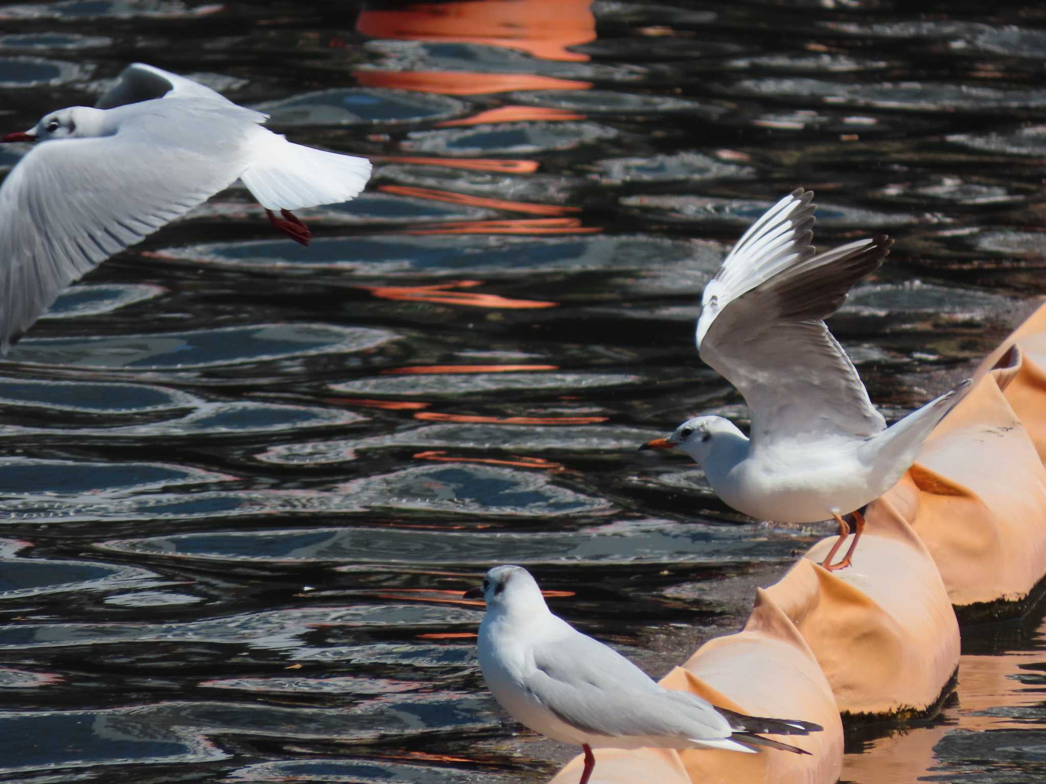 Black-headed Gull