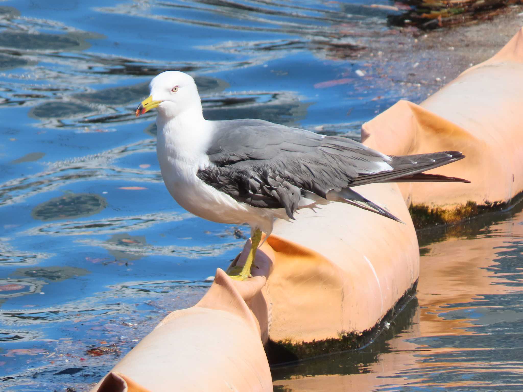 Photo of Black-tailed Gull at 東品川海上公園(東京都品川区) by のぐち