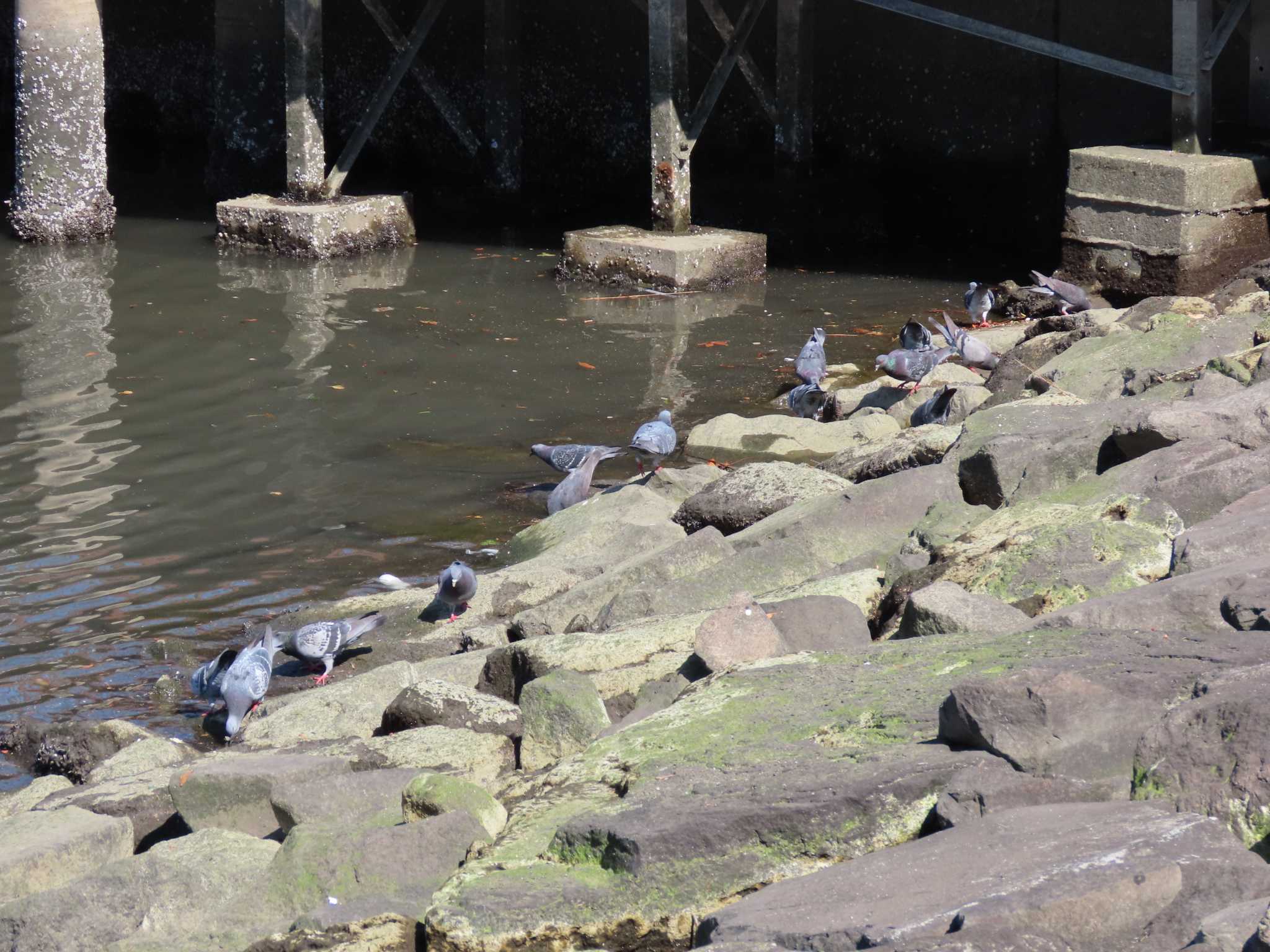 Photo of Rock Dove at 東品川海上公園(東京都品川区) by のぐち