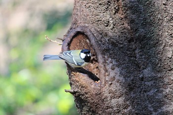 2021年3月14日(日) 石神井公園の野鳥観察記録