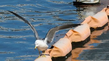 2021年3月14日(日) 東品川海上公園(東京都品川区)の野鳥観察記録