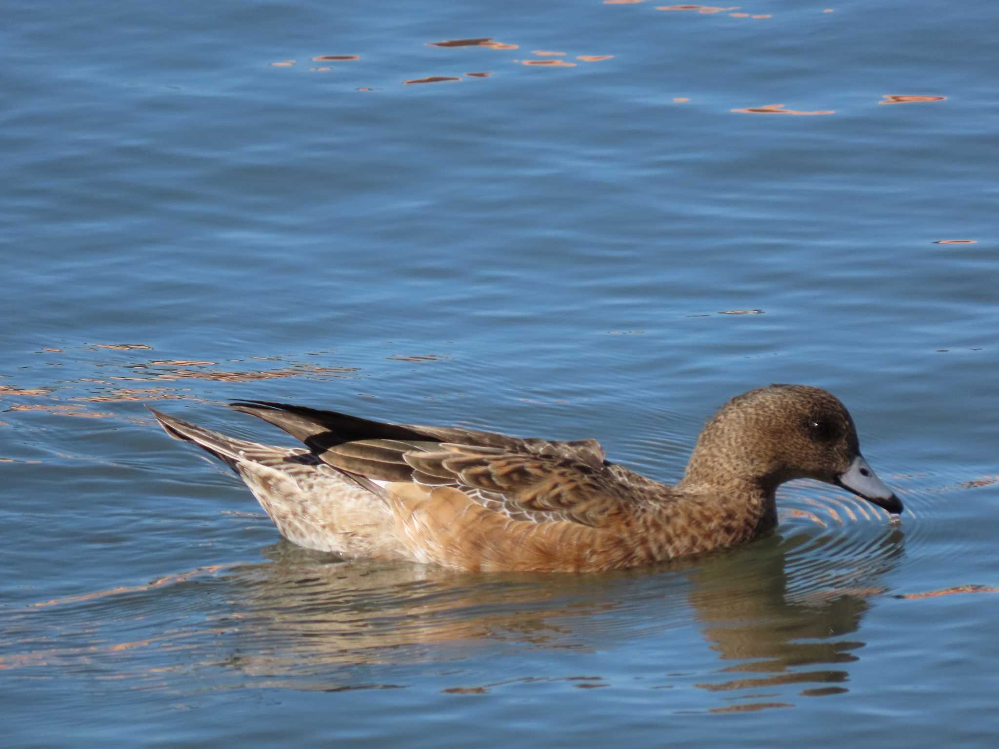 Eurasian Wigeon