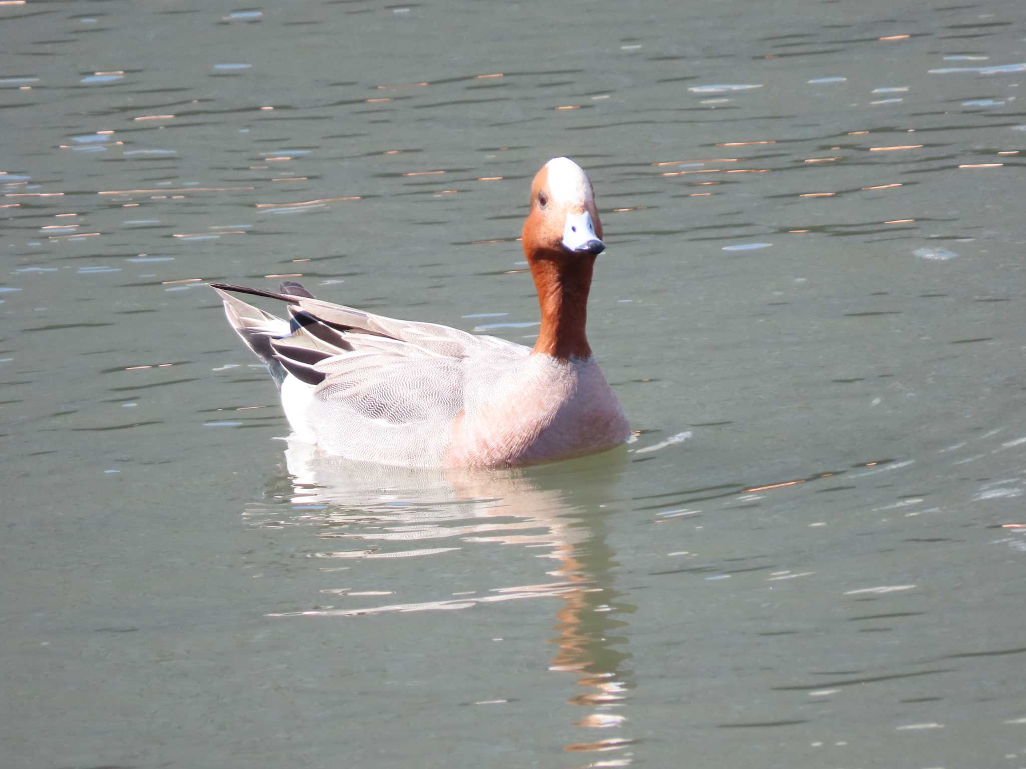 Photo of Eurasian Wigeon at 東品川海上公園(東京都品川区) by のぐち