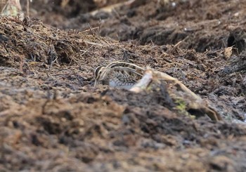 Common Snipe 滋賀県 Sun, 1/29/2017