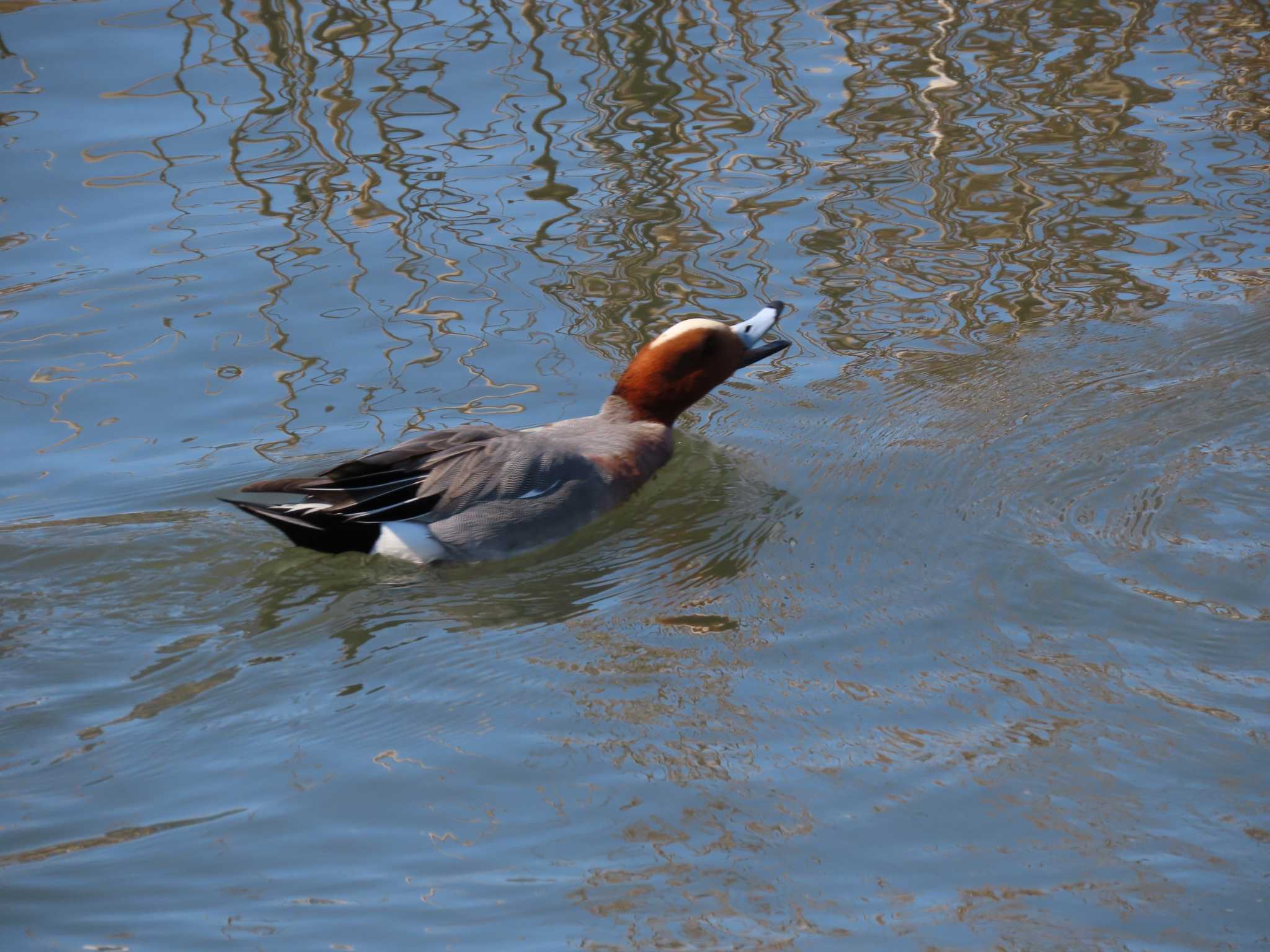 Eurasian Wigeon