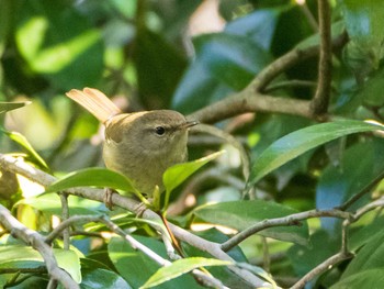 ウグイス 東京大学附属植物園 2021年2月7日(日)