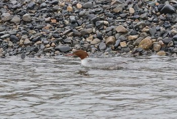 Common Merganser 滋賀県 Sun, 1/29/2017