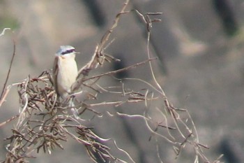 Chinese Penduline Tit 岡山百間川 Sun, 3/14/2021