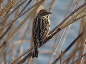 Common Reed Bunting 岡山百間川 Sun, 3/14/2021