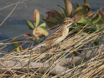 Common Reed Bunting 岡山百間川 Sun, 3/14/2021