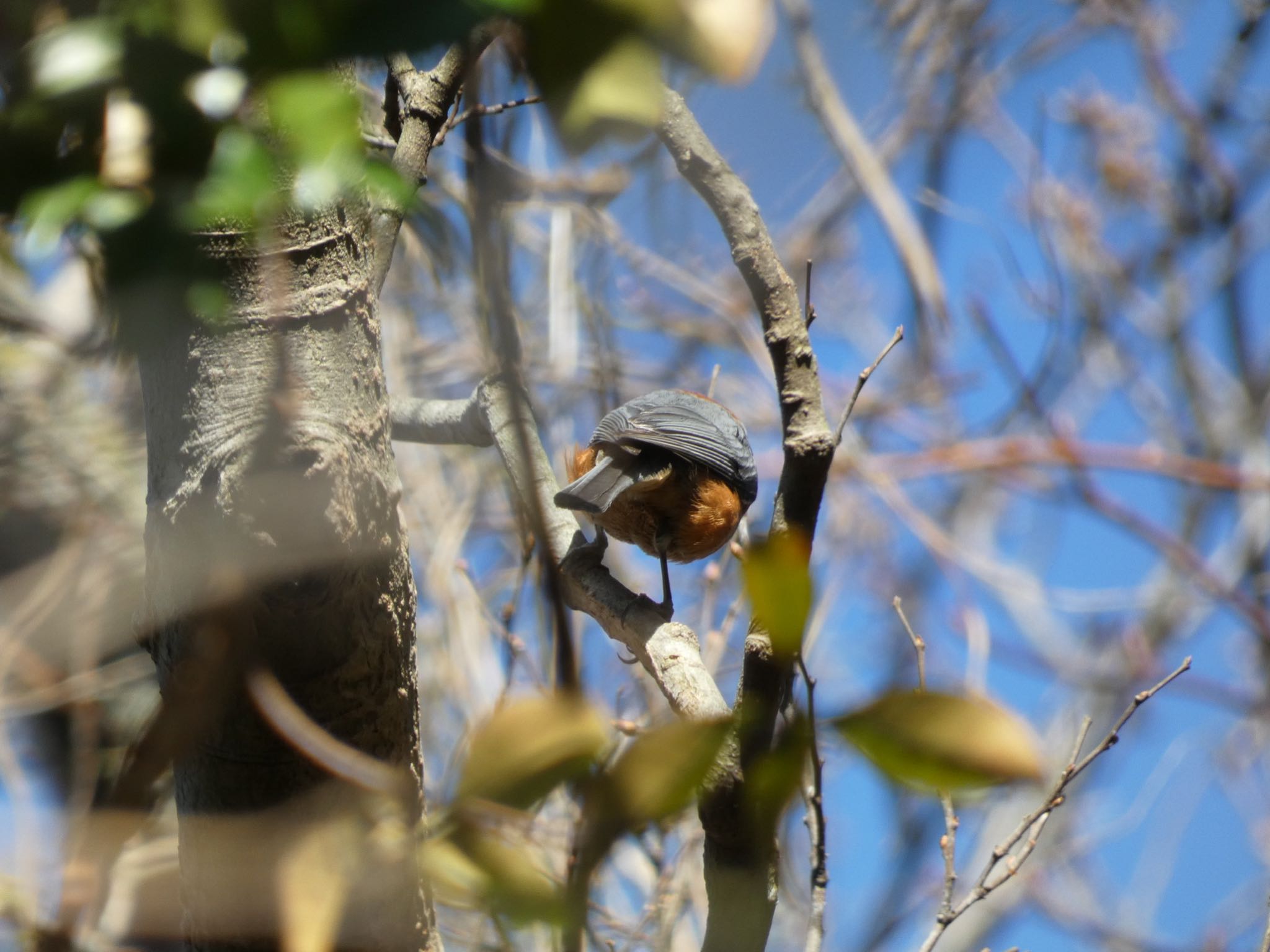 Varied Tit