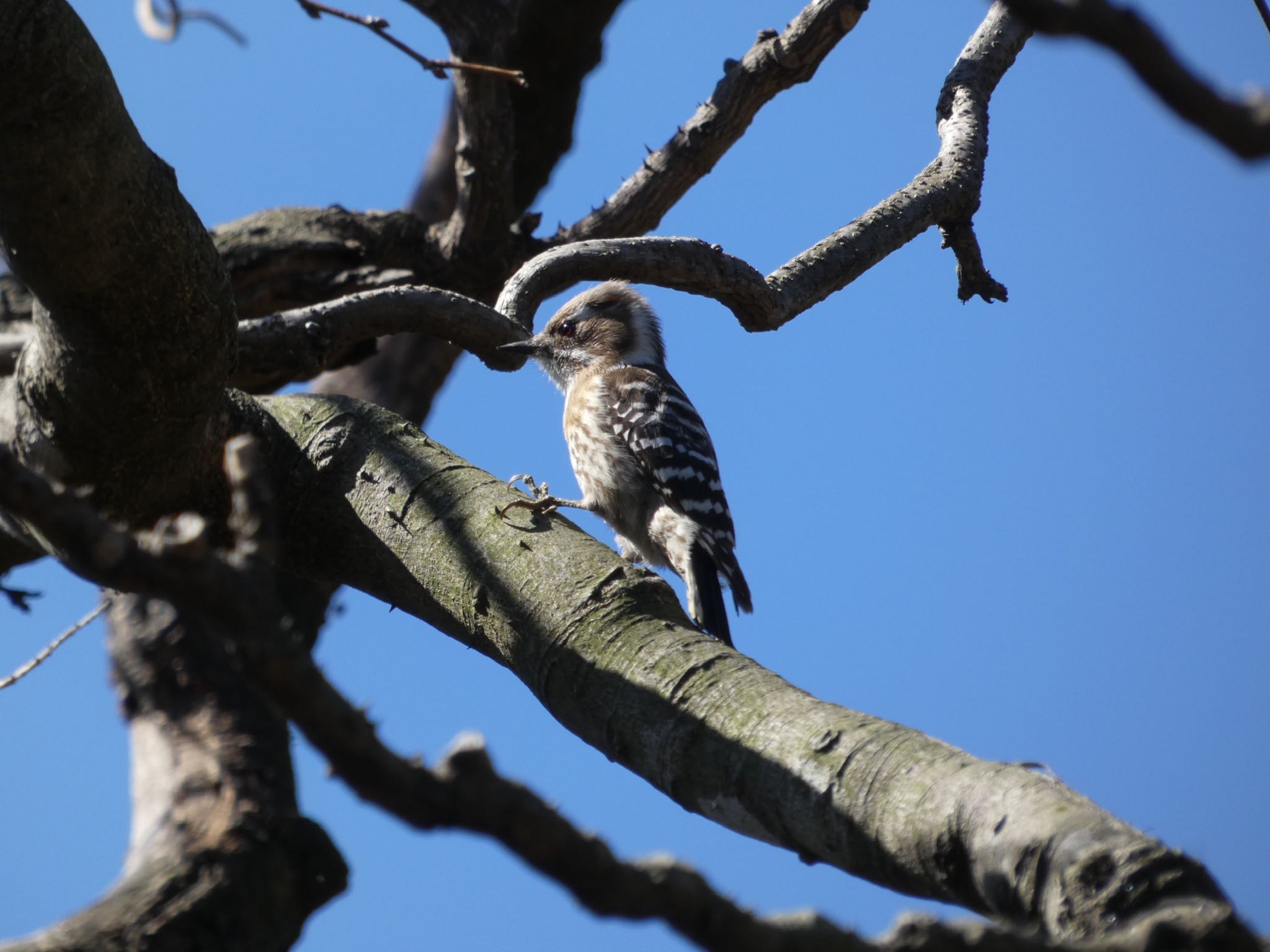 Japanese Pygmy Woodpecker